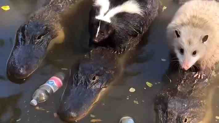 Expertos advierten sobre peligros de las imágenes de animales creadas por IA: "La gente podría resultar herida"