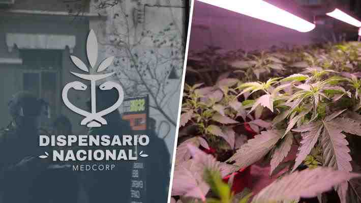 Dispensarios de cannabis bajo la lupa: 56 recintos funcionan en Chile y 30 se concentran en la RM