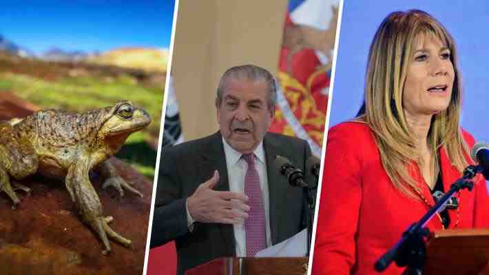 Asociación de expertos en anfibios rechaza dichos de ministra Rincón y Frei: "Las ranas no frenan proyectos"
