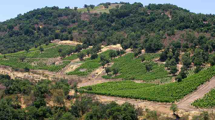Viñas chilenas se tiñen de rojo y resienten impacto de caída del consumo