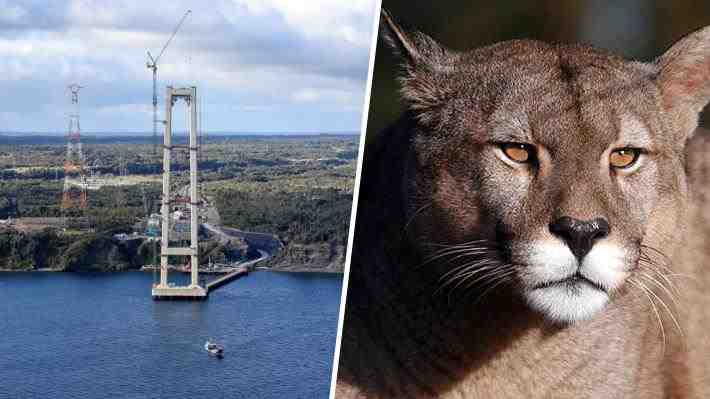 Advierten eventual ingreso de pumas y otros depredadores a Chiloé tras construcción del Puente Chacao