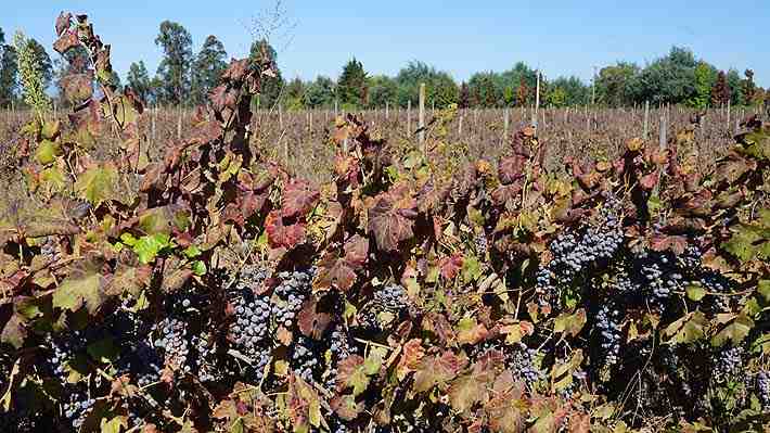 Viñateros arrancan más de 6 mil hectáreas de parras viníferas por crisis del vino