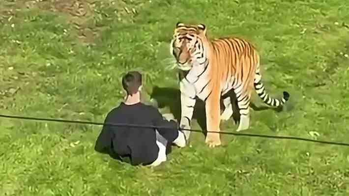 Hombre muere tras ingresar al recinto de tigres en un zoológico de Reino Unido y ser atacado por uno de los animales