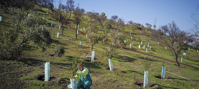 ARTÍCULO 6: El punto clave que se debatirá en la COP25 de Chile