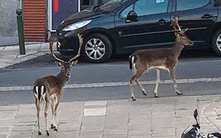 Galería: Desde jabalíes a ciervos, varios animales se siguen avistando en zonas urbanas