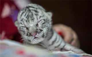 Nace una tigresa blanca en peligro de extinción en el Zoológico Nacional de Nicaragua: Su madre la rechazó