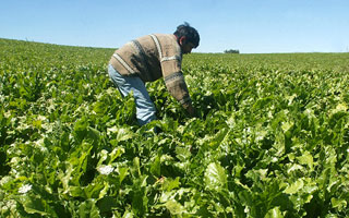 &#34;Chile ya quedó en la cola&#34;: La carrera mundial por fertilizantes ante la escasez gatillada por la guerra en Ucrania