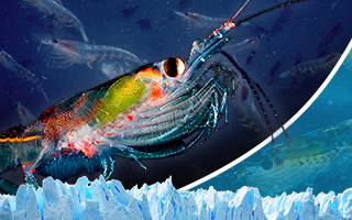 Día Mundial del Krill: La importancia de esta diminuta especie que sostiene la biodiversidad en la Península Antártica