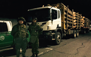 Carabineros ha detenido 125 personas este año en La Araucanía por robo de madera: 17 están en prisión preventiva