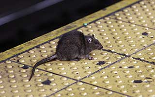 &#34;Las ratas no gobiernan esta ciudad&#34;: Nueva York busca &#34;zar con instintos asesinos&#34; para combatir plaga de roedores