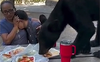 Video | Oso sorprende a familia que hacía pícnic en un parque en México: Devoró todos los alimentos