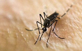 Declaran alerta amarilla en Los Andes por &#34;múltiples focos&#34; del mosquito del dengue