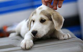 Agresión a perro en Santiago: Las regiones con más casos de maltrato animal en lo que va de 2024