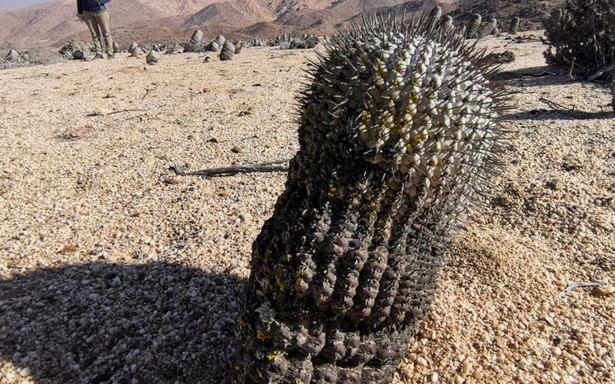 Fiscalía tramita extradición de italiano por contrabando de cactus: Extrajo especies en peligro de extinción