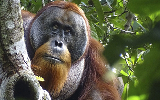 Primer caso documentado: Orangután de Sumatra se curó una herida con un ungüento que él mismo elaboró
