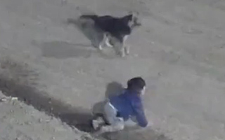 Video | Policías rescatan a niño de un año que escapó gateando de su casa con su perro de madrugada en Argentina