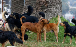 Turquía: Evalúan sacrificar a 4 millones de perros callejeros que no encuentren dueño en un plazo de 30 días