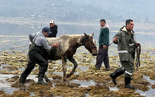 Rescatan a 12 caballos que estaban atrapados por más de 24 horas en la Laguna Aculeo