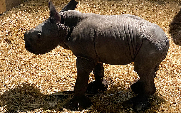 Fotos | Presentan a &#34;Silverio&#34;, la tercera cría de rinoceronte blanco nacida en Chile