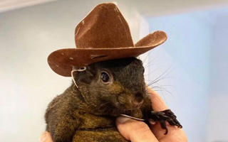 Peanut, la ardilla famosa en RR.SS. que fue sacrificada en Nueva York para detectar rabia, dio negativo en exámenes