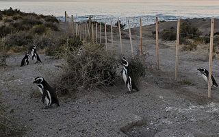 Ganadero es condenado a tres años de cárcel por matanza de pingüinos de Magallanes en Argentina