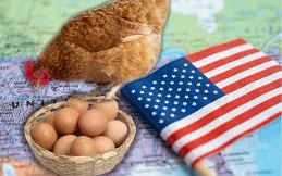 Arrendar gallinas, contrabando y pedir ayuda a Europa: La trama del precio del huevo en EE.UU. en niveles récord
