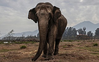 Documental sobre el rescate de la elefanta Ramba entre ellos: Revelan ganadores del Festival Santiago Wild