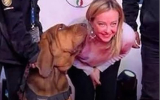 Indignación en Italia por cruel asesinato de perro de rescate considerado héroe: Le dieron una salchicha con clavos
