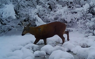 Fotos | Captan huemules en fundo privado en Los Lagos: Sería la población más al norte de la Patagonia chilena