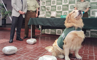 El olfato de &#34;Kelsy&#34;: Perro policial detecta a menor de 16 años transportando 10 kilos droga en bus interprovincial