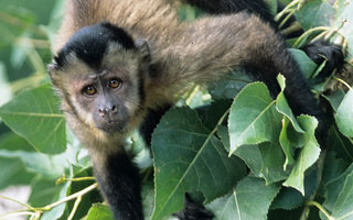 Video | Revoltoso mono capuchino es llevado a una comisaría tras causar trastornos en una ciudad brasileña