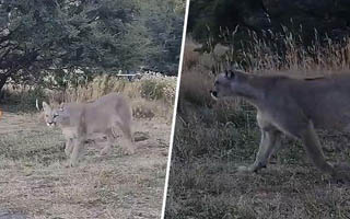 Video | "Impresionante": Puma es captado al interior de un camping en Torres del Paine y sorprende a turistas