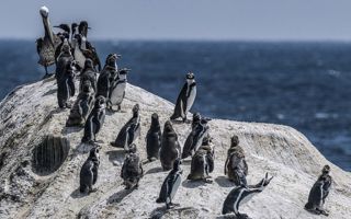Declaran al pingüino de Humboldt como Monumento Natural para reforzar su protección en Chile