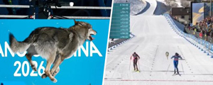 Insólito momento en los JJ.OO. de Invierno: Un perro lobo irrumpió en plena prueba de esquí y apareció en el photo finish... Revisa cómo fue