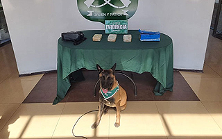 Gracias al olfato del perro "Ram Kopec": Sorprenden a pasajera con más de 3 kilos de cocaína en bus