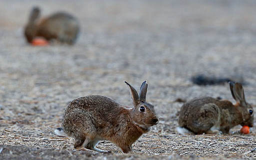 Colonia de conejos en Las Condes inquieta a vecinos y preocupa a expertos por posibles infecciones