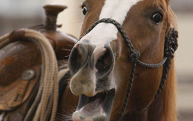 Silban y "cantan" a la vez: Científicos descubren el secreto del relincho de los caballos