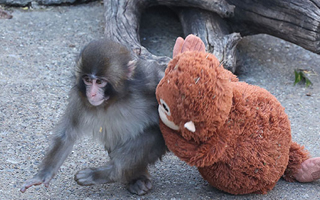 Animalistas exigen que mono viral de zoológico japonés sea trasladado a un santuario: Acusan que vive un "trauma"