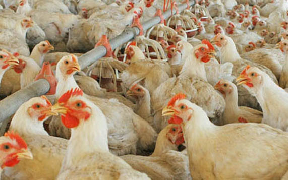 Gripe aviar: Argentina suspende exportaciones, Uruguay decreta emergencia y Paraguay en "máxima alerta"