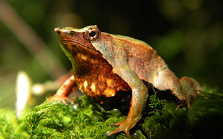 Reportan más de 30 ejemplares de la Ranita de Darwin en la provincia de Palena