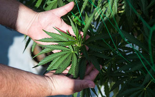 Estudio no halla pruebas de que el cannabis medicinal sea seguro y eficaz para tratar salud mental