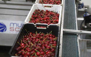 Revés para exportadores de cerezas: TC valida límite de responsabilidad de navieras en caso de buque a la deriva