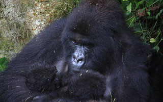 Nace una nueva pareja de crías gemelas de gorila en la República Democrática del Congo: "Es extraordinario"