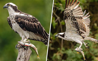 Registran un ejemplar de águila pescadora en Parque Tricao: Especie es escasa y difícil de observar