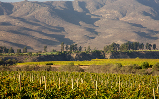 Concha y Toro crea Viña Amelia como filial independiente y apuesta por Chardonnay y Pinot Noir en el Limarí