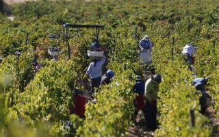 Ante menos volumen, más valor: La estrategia que toma fuerza en el vino chileno frente a crisis