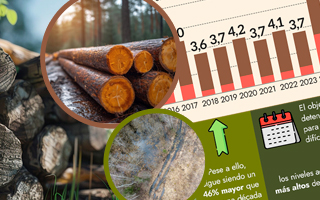 Afectó a 4,3 millones de hectáreas: La pérdida de bosques primarios tropicales cae en 2025, pero sigue alarmando