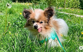 Usaba pañales, no oía ni veía: Muere Lazare, el perro considerado el "más longevo del mundo"