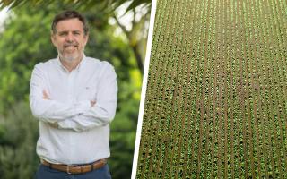 "Nos comprometemos a adquirir esa producción": CEO de Coexca ofrece salida a remolacheros con reconversión al maíz