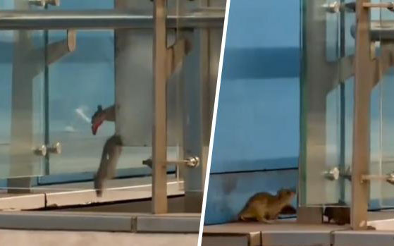 Video | Denuncian que hay ratones en estación U. de Chile: Metro asegura que sanitización es "permanente"
